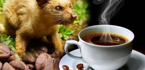 
                                Лювак: кофе из помета диких животных                            