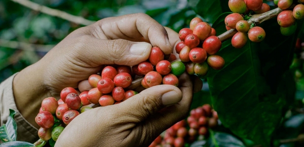 
                                В каких странах выращивают кофе                            
