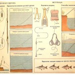 Энциклопедия юного рыболова в картинках
