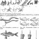 Энциклопедия юного рыболова в картинках