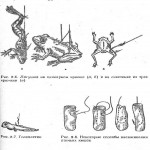 Энциклопедия юного рыболова в картинках