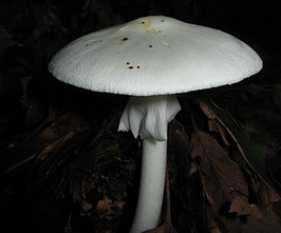 Ядовитые грибы Карелии