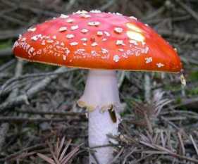 Ядовитые грибы Карелии