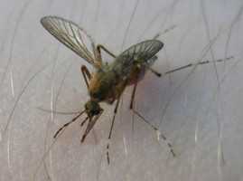 Как бороться с комарами и мошкой